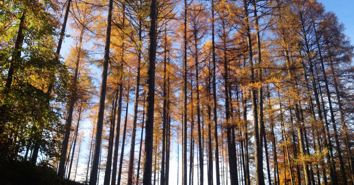 Autumn Frames