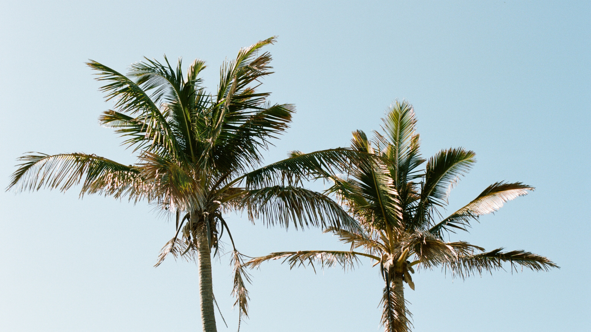 Summer Top Picks